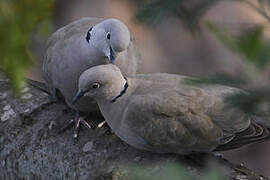 Eurasian Collared Dove