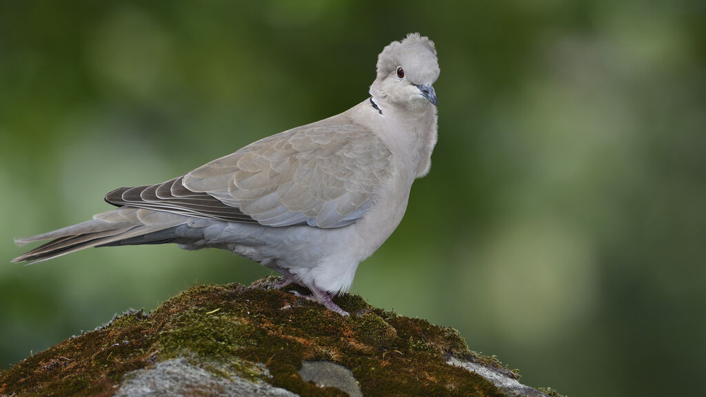 Eurasian Collared Doveadult, identification