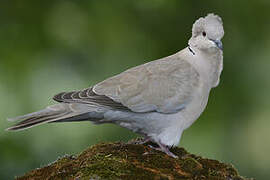 Eurasian Collared Dove