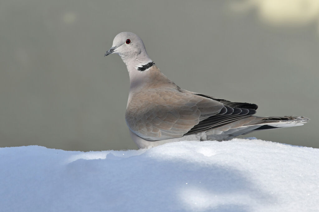 Eurasian Collared Doveadult, identification