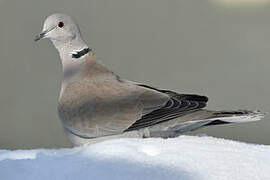 Eurasian Collared Dove