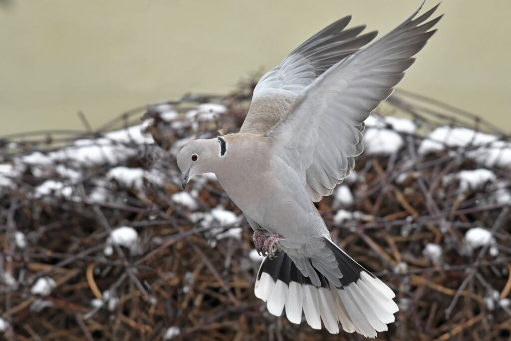 Eurasian Collared Doveadult, Flight