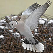 Eurasian Collared Dove