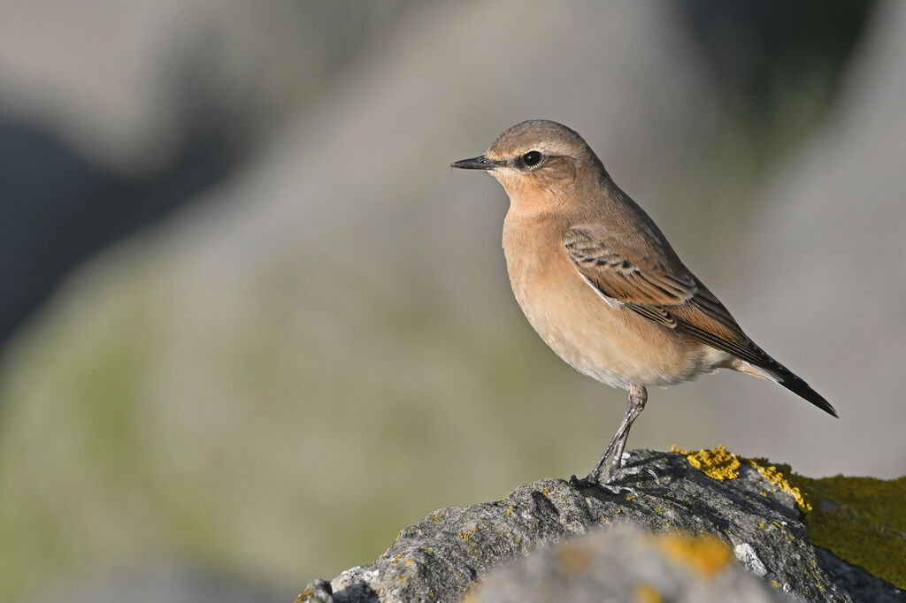 Northern Wheatear female adult post breeding, identification