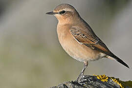 Northern Wheatear