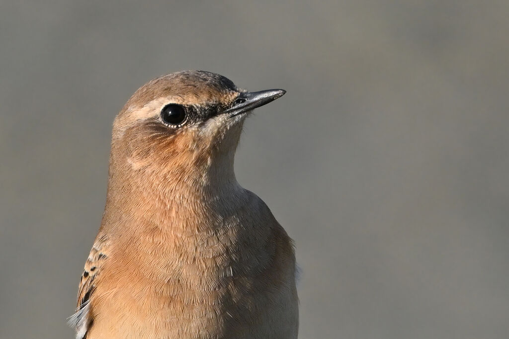 Northern Wheatear female adult post breeding, close-up portrait