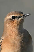 Northern Wheatear