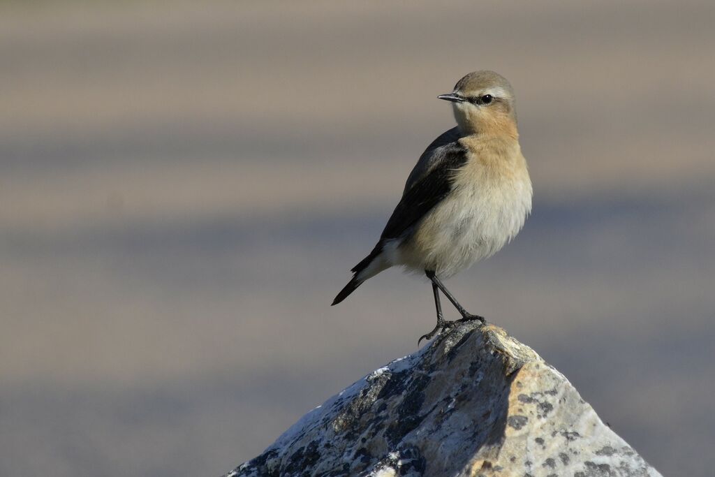 Northern Wheatear