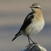 Northern Wheatear