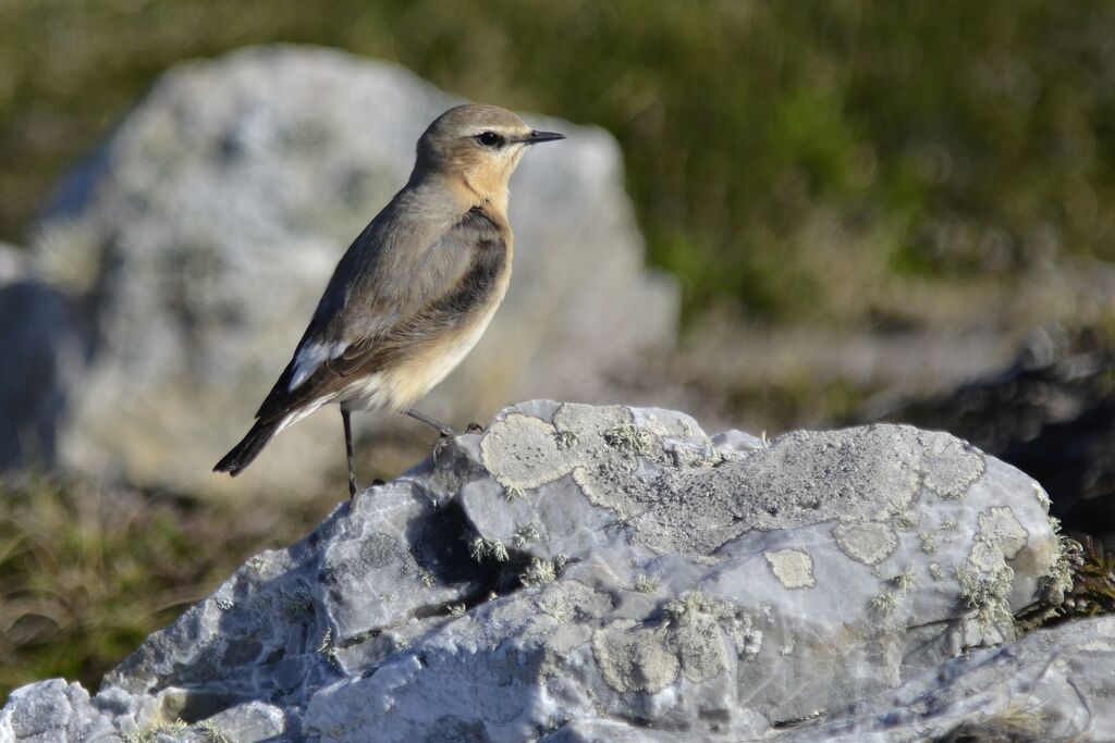 Northern Wheatear, identification