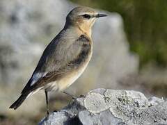 Northern Wheatear