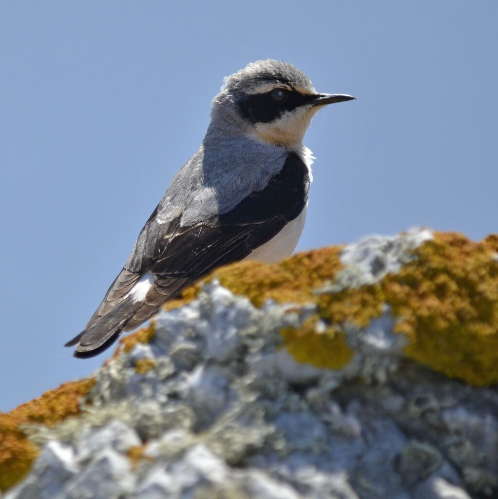 Northern Wheatear, identification