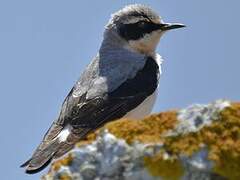 Northern Wheatear