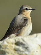 Northern Wheatear