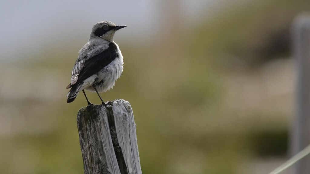 Northern Wheatear, identification