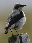 Northern Wheatear