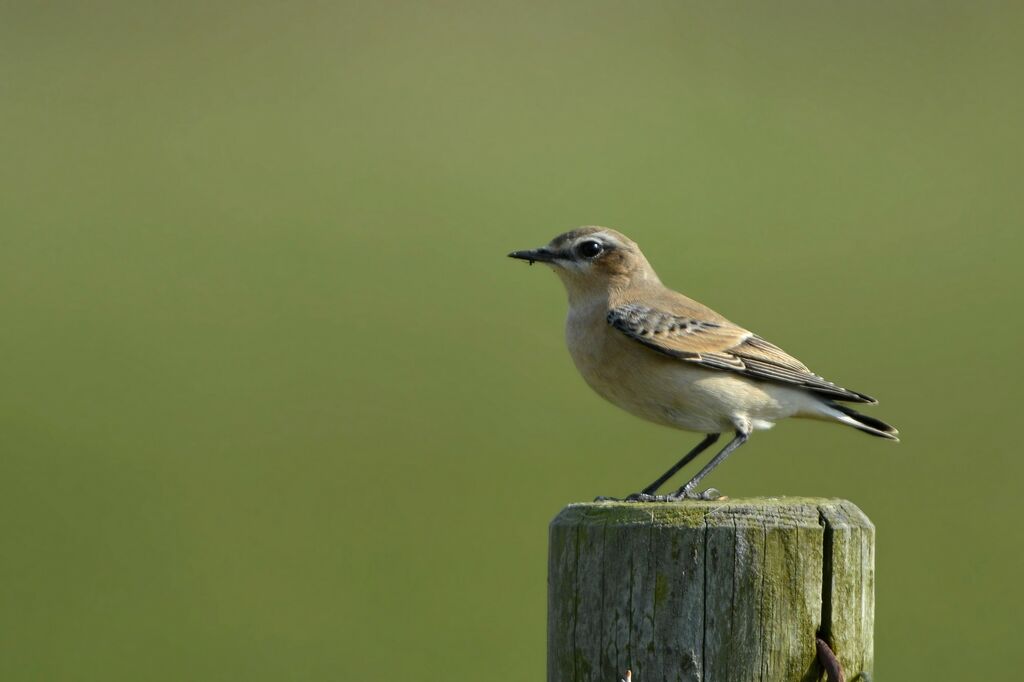 Northern Wheatear, identification