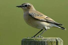 Northern Wheatear