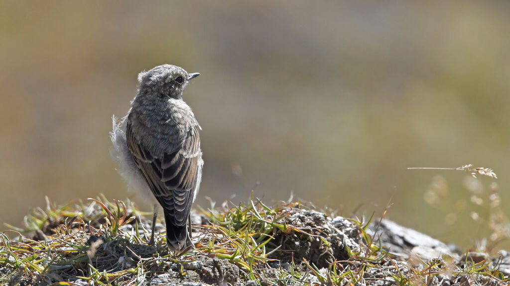 Northern Wheatearjuvenile, identification