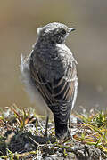 Northern Wheatear