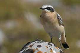 Northern Wheatear