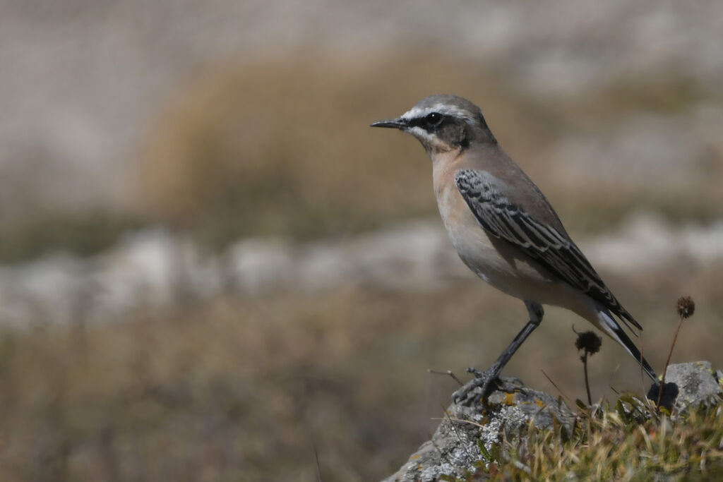 Northern Wheatear male adult, identification