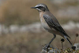 Northern Wheatear