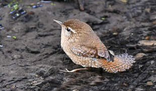 Eurasian Wren