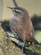 Eurasian Wren