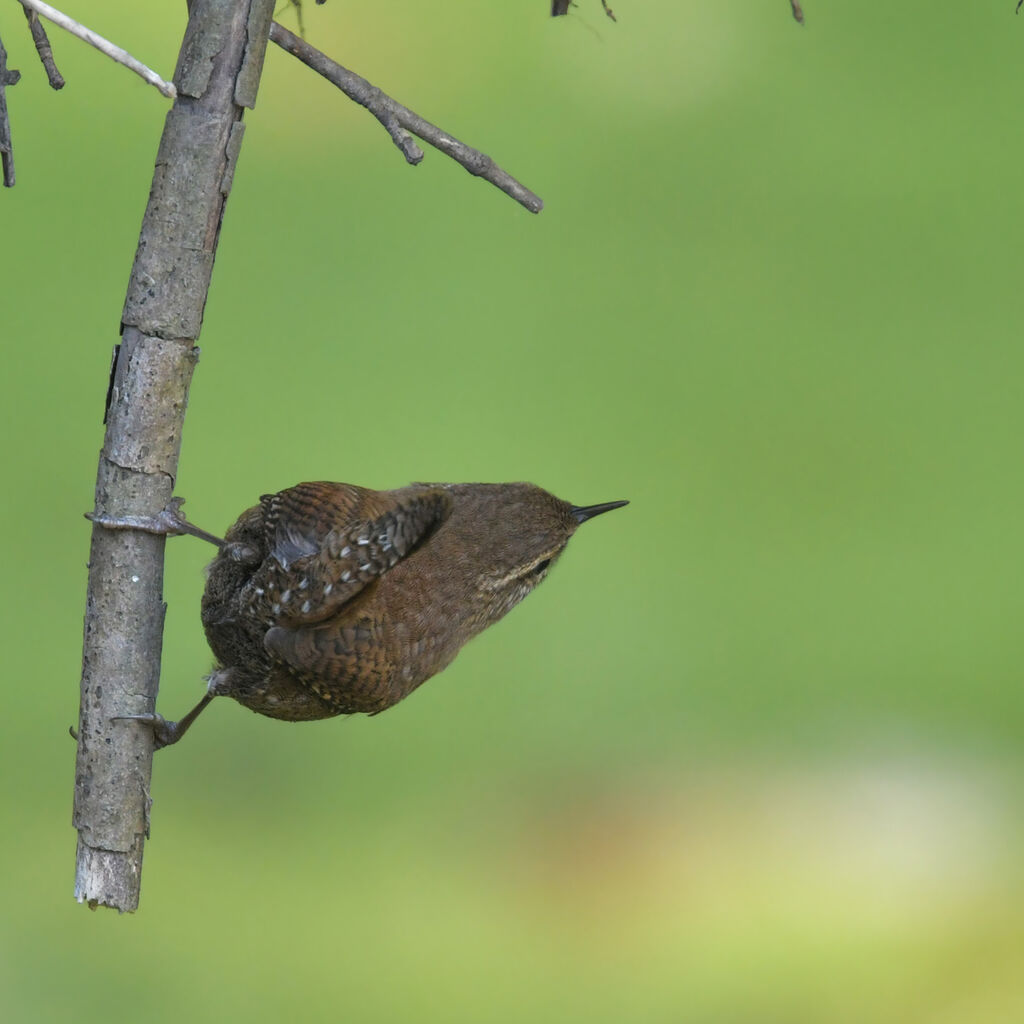 Troglodyte mignonadulte, identification