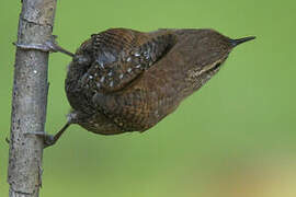 Eurasian Wren