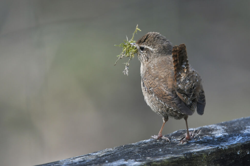 Troglodyte mignonadulte, identification, Nidification