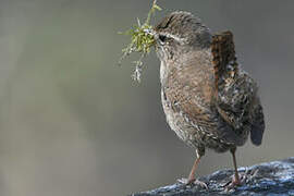 Eurasian Wren