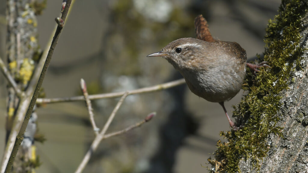 Troglodyte mignon mâle adulte, identification