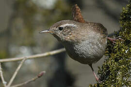 Eurasian Wren