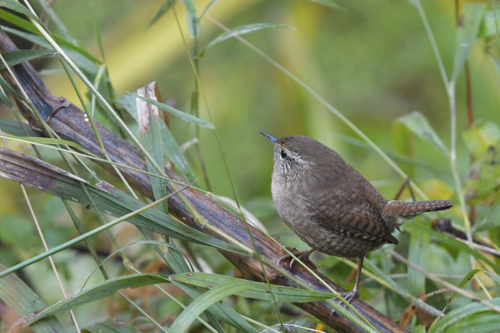 Eurasian Wren