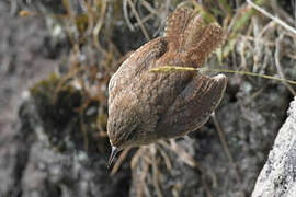 Eurasian Wren