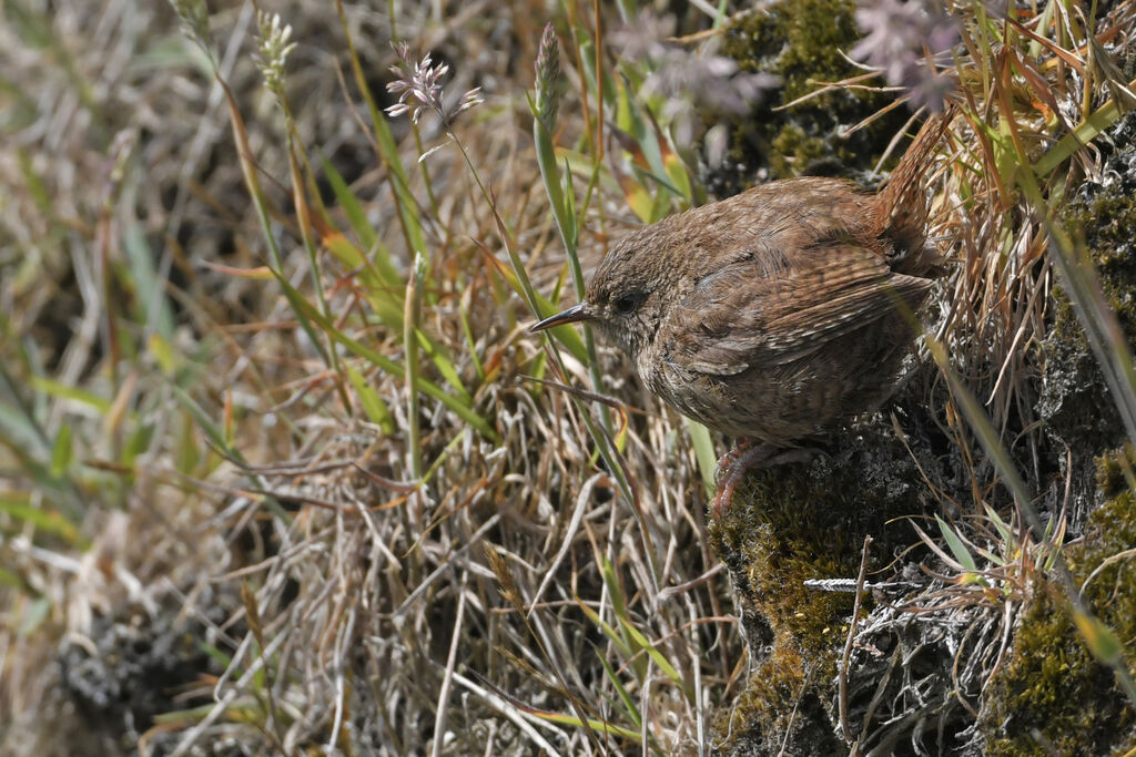 Eurasian Wrenadult, identification