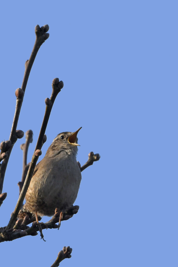 Eurasian Wren male adult, song