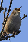 Eurasian Wren