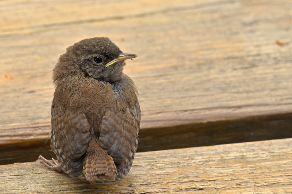 Troglodyte mignonjuvénile, identification