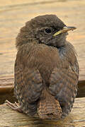 Eurasian Wren