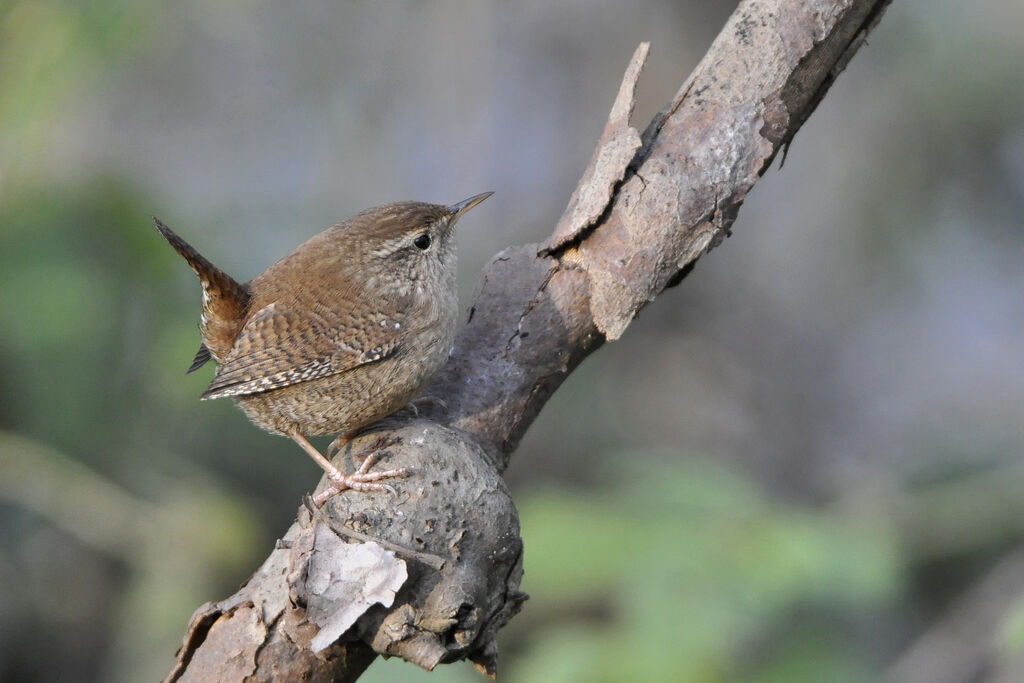 Eurasian Wren, identification