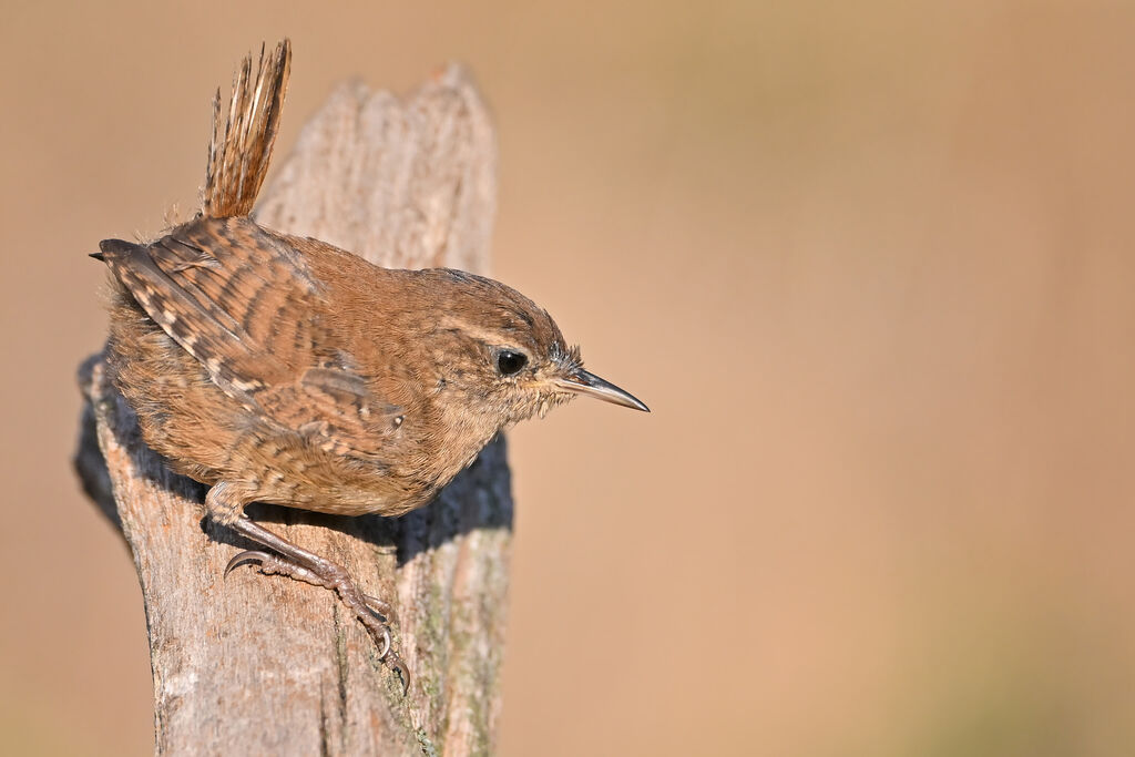 Eurasian Wrenadult, identification