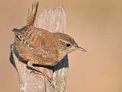 Eurasian Wren