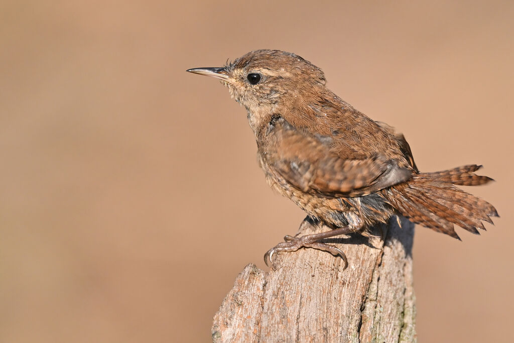 Eurasian Wrenadult, identification