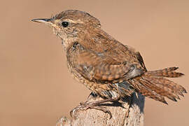 Eurasian Wren