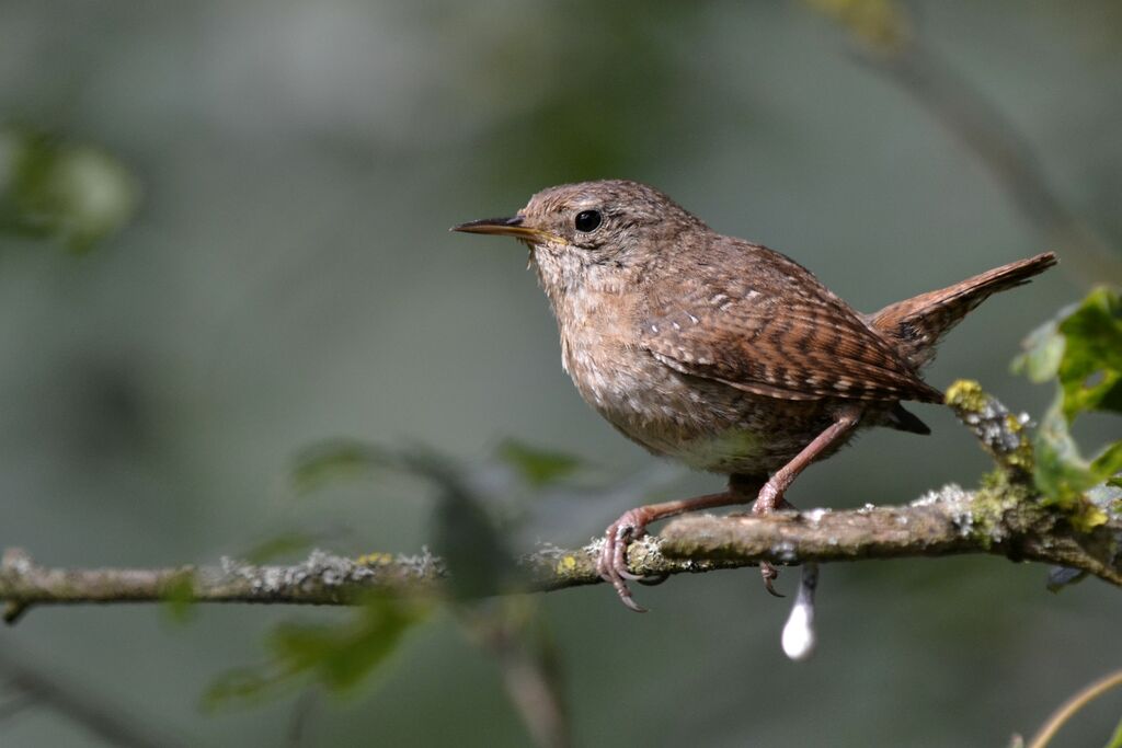 Eurasian Wren, identification