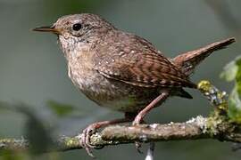 Eurasian Wren