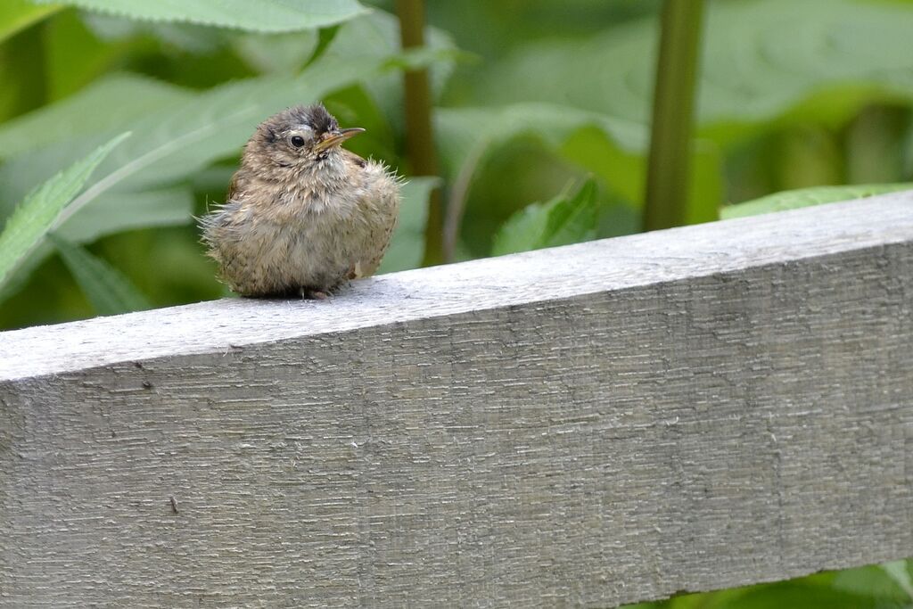 Troglodyte mignon